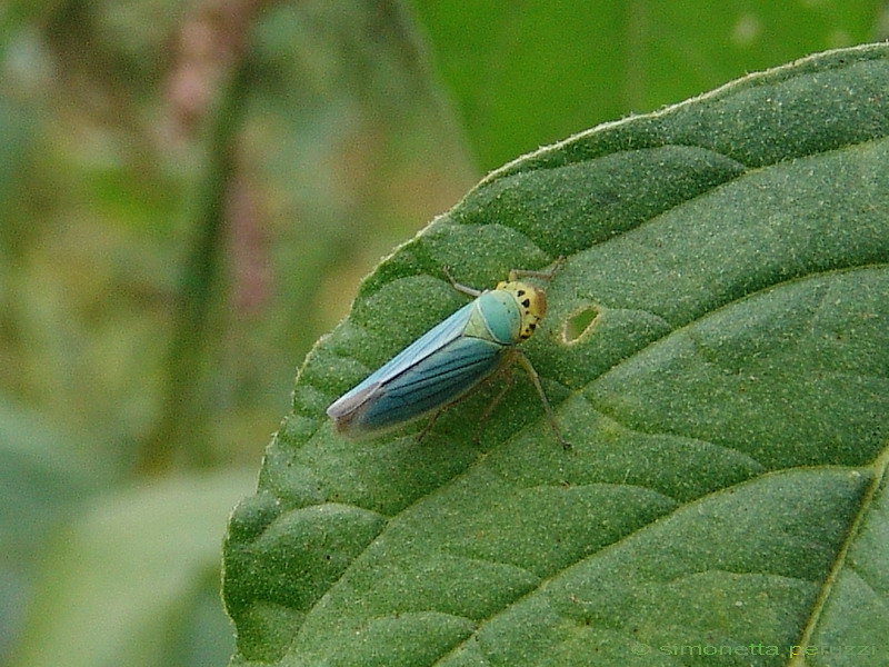 Cicadella viridis